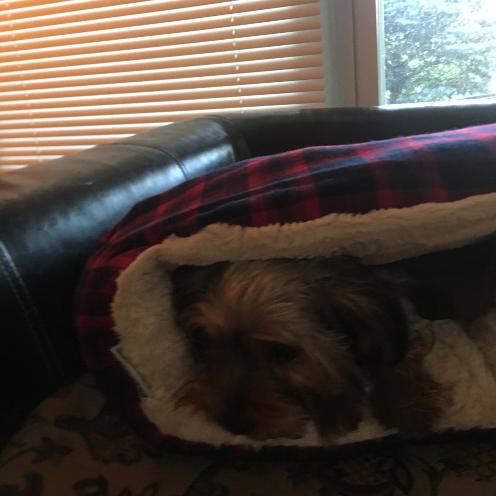 Dog bed - Picture 4 of 4